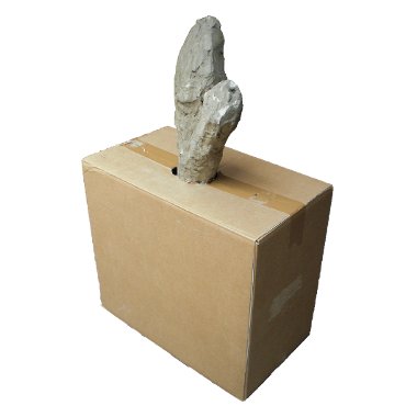 Testa di cactus